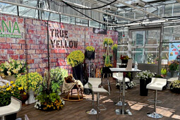 Gruppo PADANA - Flower Trials - True Yellow