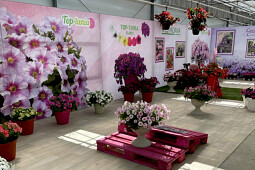 Gruppo PADANA - Flower Trials - Top-Tunia Pink Mascara