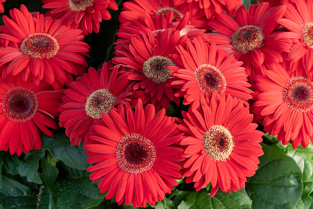Schoneveld breeding - Gerbera jamesonii Joybera F1