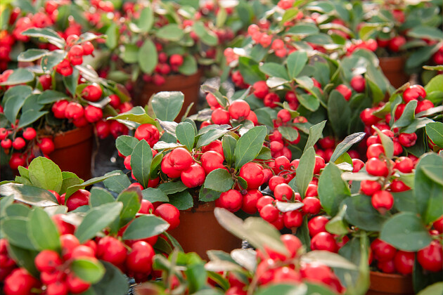 Schoneveld breeding - Gaultheria procumbens Ciao Bella F1