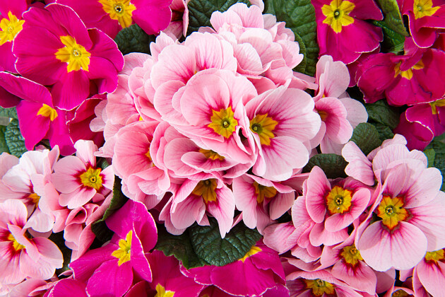 Schoneveld breeding - Primula acaulis Paradiso F1