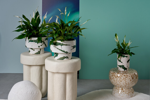 KP Holland - Cupido&trade; Spathiphyllum