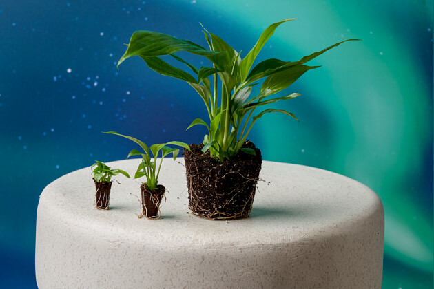 KP Holland - Cupido&trade; Spathiphyllum plugs