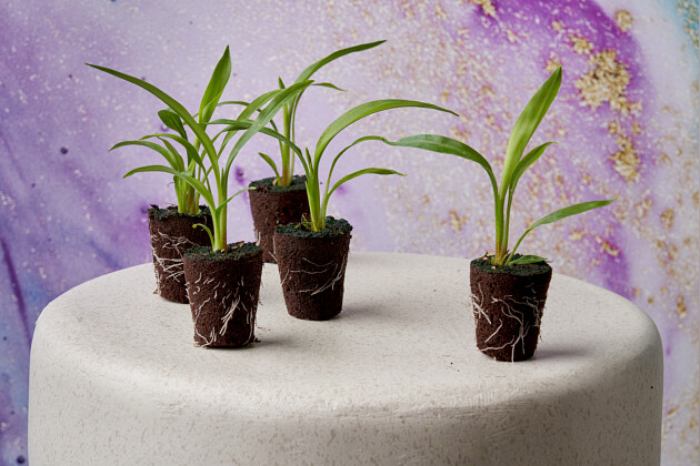 KP Holland - Siam&trade; Curcuma tissue