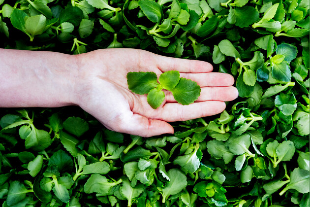 KP Holland - Rosalina&trade; Kalanchoe young plant