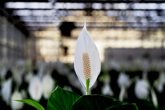 KP Holland - Cupido&trade; Spathiphyllum