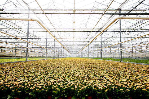 KP Holland - Rosalina&trade; Kalanchoe greenhouse