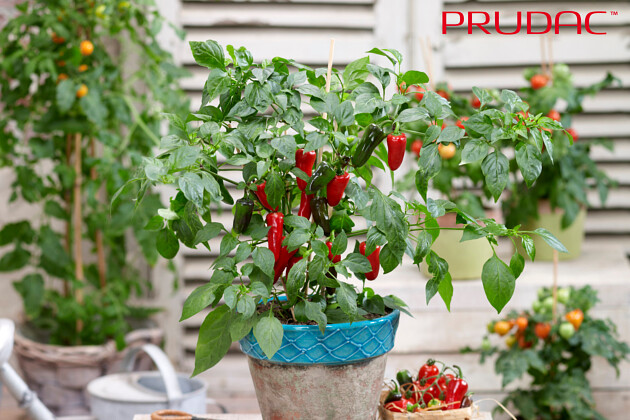 Prudac - NEW variety - Jalape&ntilde;o Baby F1