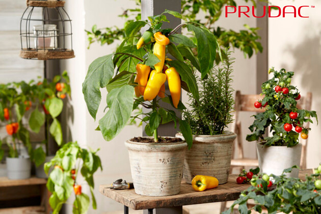 Prudac - Pillar Peppers F1 Sweet Yellow