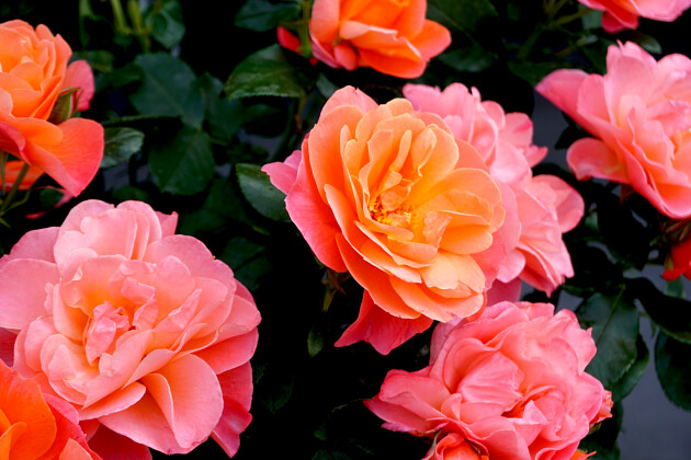 Meilland International - Sugar CANDY ROSE&reg; meiconfiz Flowers 