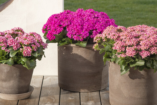 Queen&reg; Genetics -  Queen&reg; Kalanchoe Outdoor