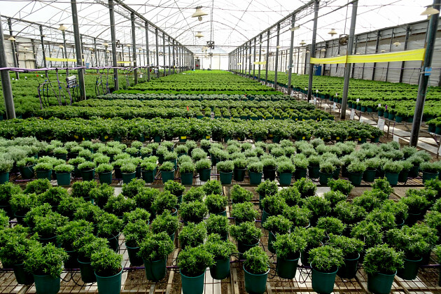 Hishtil - Hishtil's mother stock in Gderot