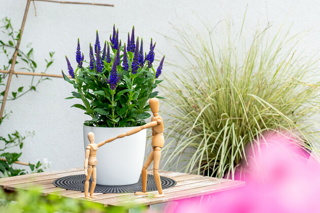 Vitroflora - Veronica Lancita&trade; Blue
