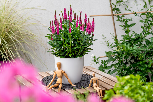 Vitroflora - Veronica Lancita&trade; Pink
