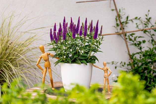 Vitroflora - Veronica Lancita&trade; Purple