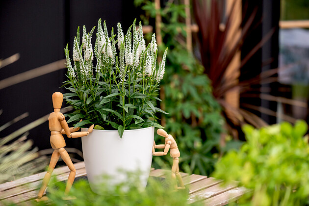Vitroflora - Veronica Lancita&trade; White