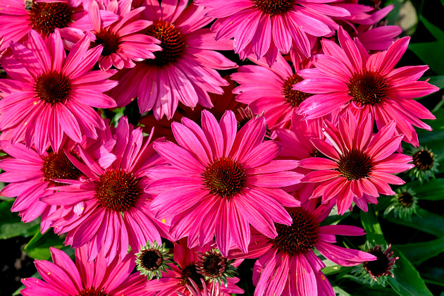 Vitroflora - Echinacea Pearl&trade; Magenta