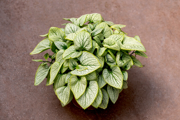 Vitroflora - Brunnera Little Heart