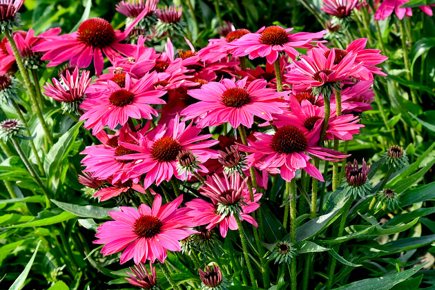 Vitroflora - Echinacea Pearl&trade; Magenta
