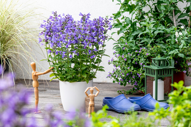 Vitroflora - Nepeta Blue Planet&trade;