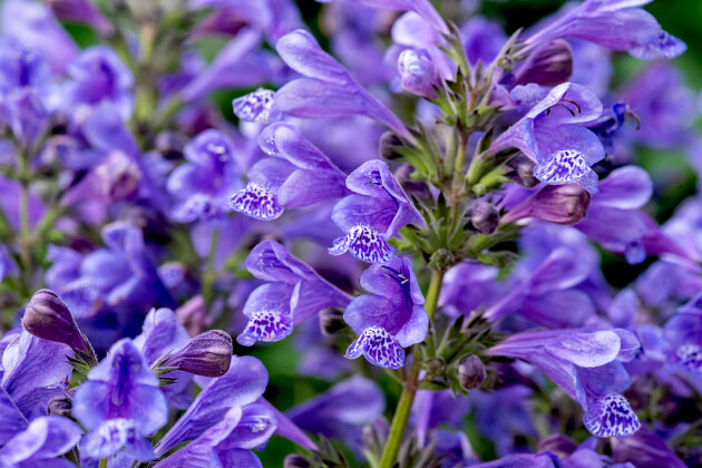 Vitroflora - Nepeta Blue Planet&trade;