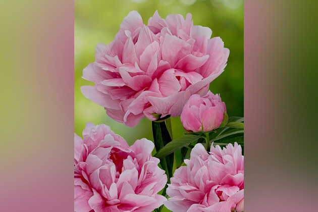Green Works - Paeonia Early Flamingo&reg; excl. Voor GW, eerste dubbel roze bloeiende pioen, GW breeding 