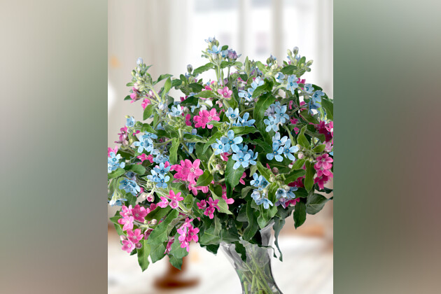 Green Works - Oxypetalum Bridal series, GW breeding 