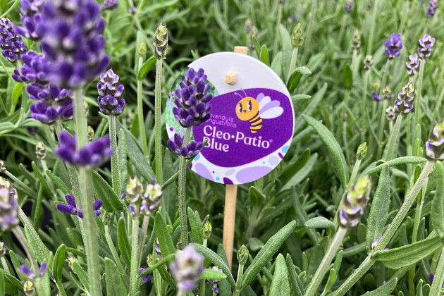 Evanthia - Lavandula Cleo Patio