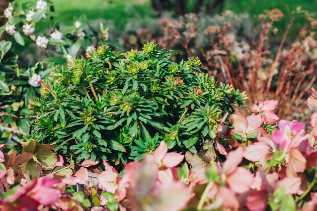 Plants for Europe - Euphorbia amygdaloides var. robbiae Va Va Voom&trade; (SHEEN01)  
