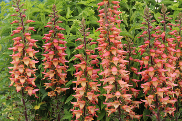 Plants for Europe - Digitalis x valinii Firebird