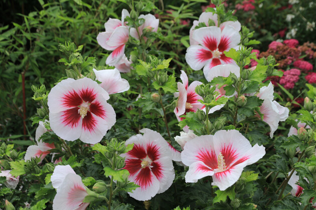 Plants for Europe - Hibiscus Walberton&rsquo;s&reg; Lunar&reg; Flare