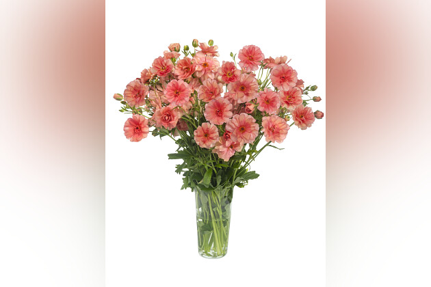 Green Works - Ranunculus Butterfly&trade; series