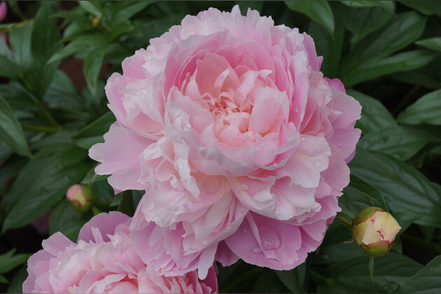 Green Works - Paeonia Mrs. Franklin D. Roosevelt