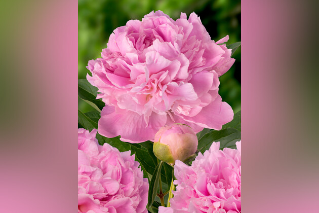 Green Works - Paeonia Mary Brand