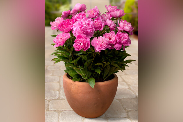 Green Works - Patio Peony&trade; series