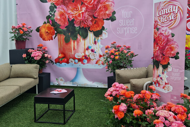 Meilland International - Sugar CANDY ROSE&reg; at Flowertrials 2024