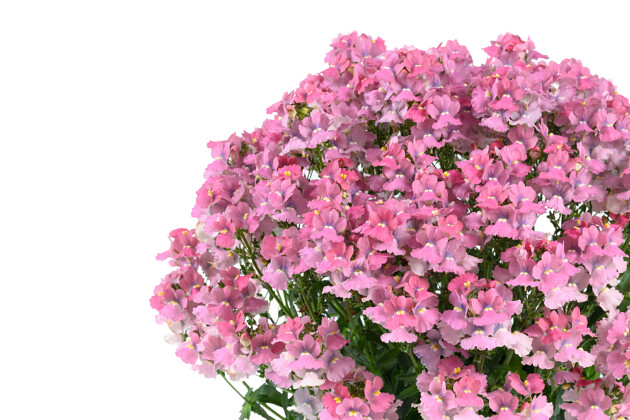 Danziger - Imperial plants - NESIA&trade; PINK CRUSH | Nemesia