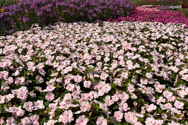 Danziger - Imperial plants - SOL LUNA PRIME&trade; | Hybrid Impatiens