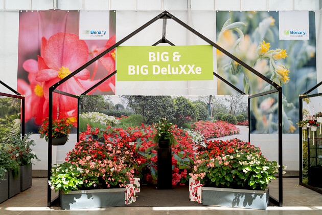 Benary - Begonia BIG&reg;