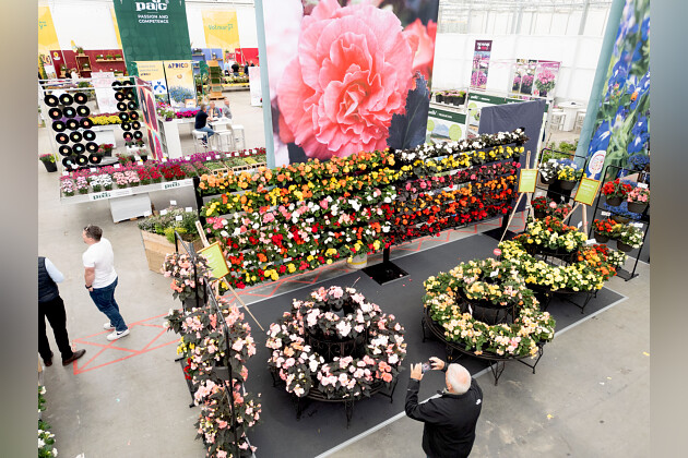 Benary - Begonia Nonstop&reg;