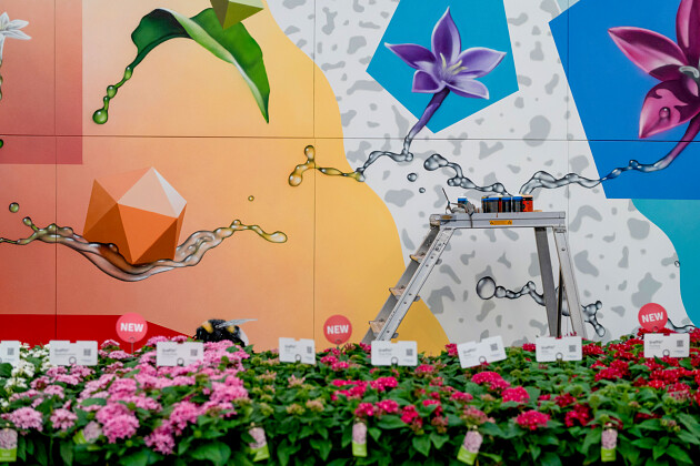 Benary - Pentas Graffiti&reg;