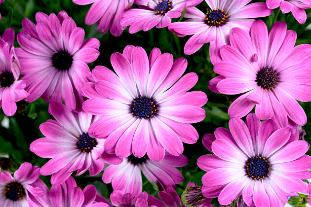 Danziger - Imperial plants - BESTIES&trade; OPTIMISTIC PINK | Osteospermum