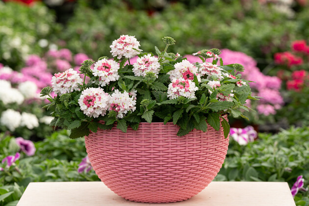 Danziger - Imperial plants - VANESSA&trade; COMPACT BICOLOR MARSHMALLOW | Verbena