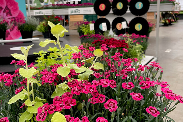 Elsner pac Vertriebsgesellschaft mbH - Dianthus Dinamic Dancing