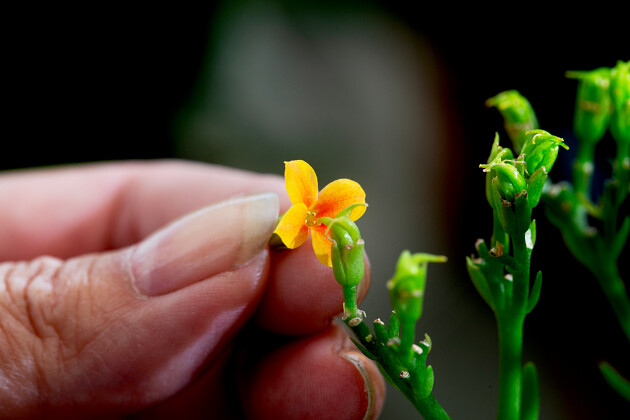 KP Holland - Breeding techniques