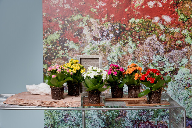 KP Holland - Rosalina&trade; Kalanchoe assortment