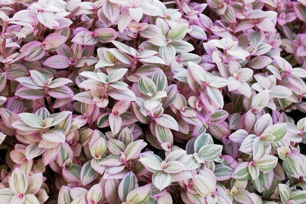 Jaldety Plant Propagation Nurseries - From Jaldety - Callisia Pink Petit