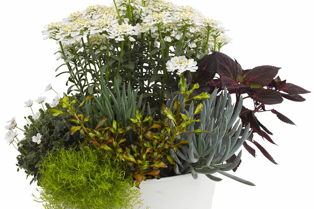 Jaldety Plant Propagation Nurseries - From Jaldety - Iberis Masterpiece