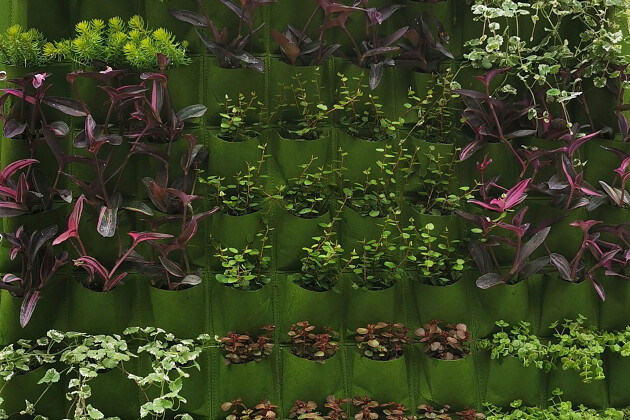 Jaldety Plant Propagation Nurseries - USA CAST 2024 - Jaldety Pocket plants