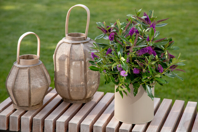 Queen&reg; Genetics - Queen&reg; Kiwi Hebe&trade;